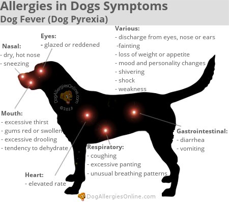 Allergies-in-Dogs-Symptoms-Dog-Fever-Dog-Pyrexia.jpg