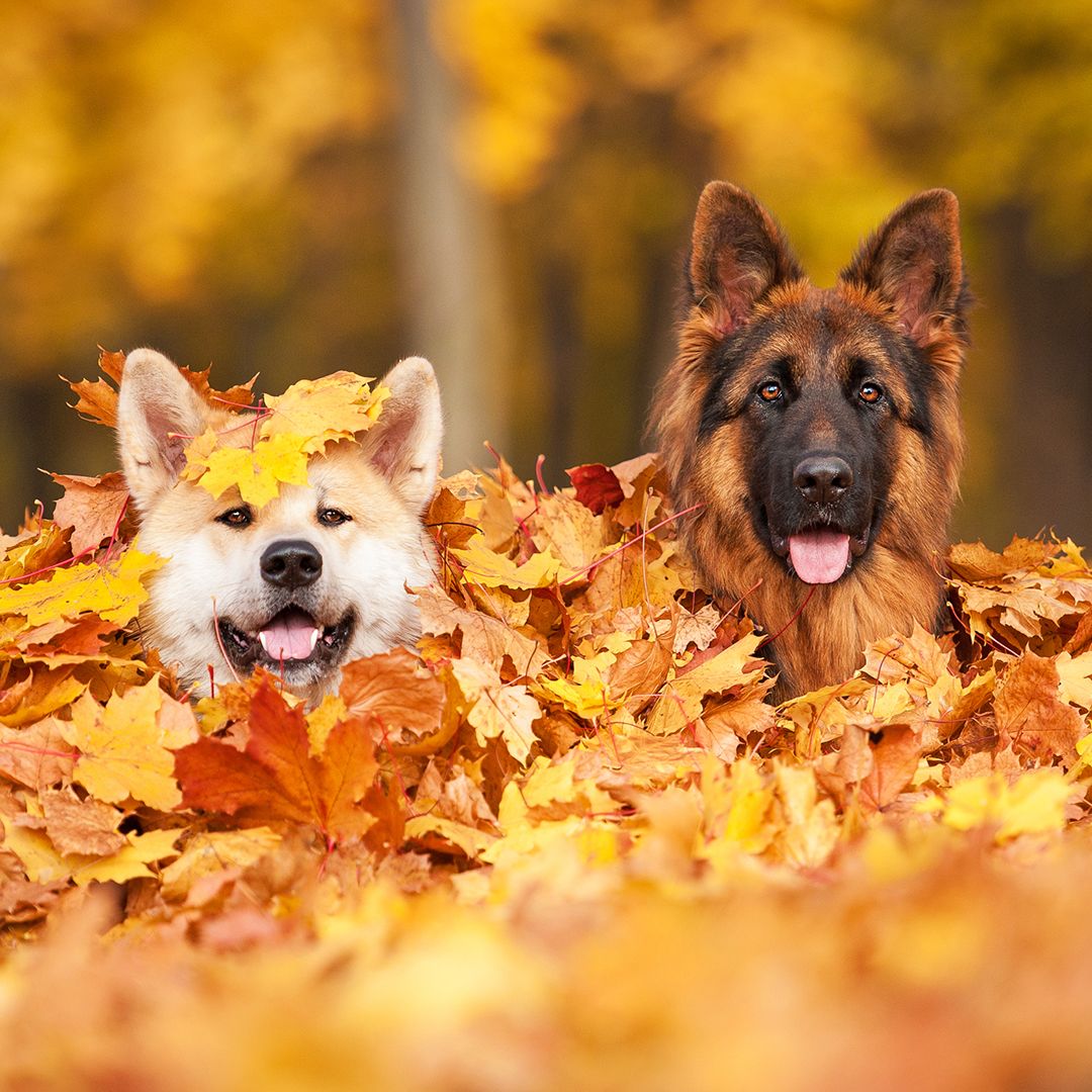 Autumn-Dogs.jpg